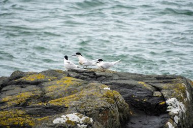 Bluff, Yeni Zelanda 'da küçük bir grup beyaz önlü deniz feneri (Sterna striata). Ternler büyük kolonilerde kayalara yuva yapar..