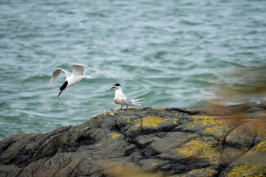 Beyaz önlü deniz feneri (Sterna striata) Yeni Zelanda, Bluff 'a iniyor. Ternler büyük kolonilerde kayalara yuva yapar..