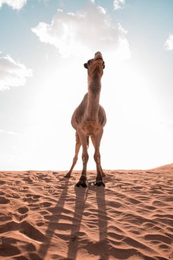Merzouga Fas 'taki çöl kum tepeleri