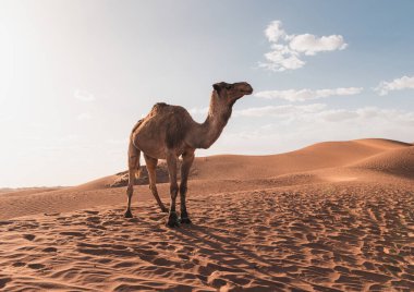 Merzouga Fas 'taki çöl kum tepeleri