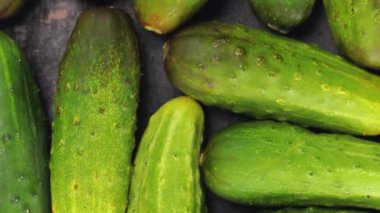 Karanlık bir arka planda salatalıklar. Turşu turşusu için bir sürü büyük salatalık. Konserve için taze sebzeler. El kamerasıyla ateş edilmiş. Üst görünüm