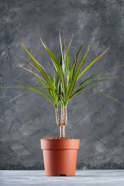 Beton Arkaplan 'da Dracaena Angustifolia (Ejderha Ağacı)