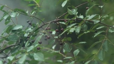 Çilek Ağacı Dalları ve Olgun Kirazlar Sağanak Yağmurda, Yakın plan, El Fotoğrafı
