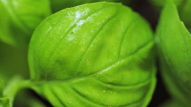 Taze Yeşil Basil Karanlık Arkaplanda Yakın Çekim Bırakıyor, Uzaklaştırıyor