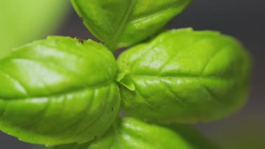Taze Yeşil Basil Karanlık Arkaplanda Yakın Çekim Bırakıyor, Uzaklaştırıyor