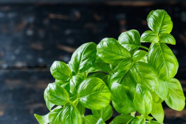 Koyu Kırsal Ahşap Arkaplanda Taze Yeşil Fesleğen Bitkisi, Üst Görünüm, Boşluk Kopyala