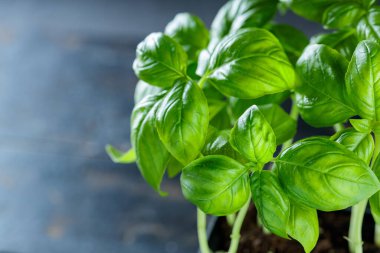 Koyu Kırsal Ahşap Arkaplanda Taze Yeşil Fesleğen Bitkisi, Üst Görünüm, Boşluk Kopyala