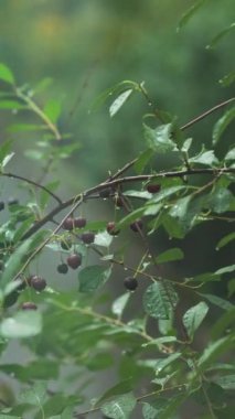 Olgun Kirazlara Düşen Büyük Yağmur Damlaları Ağaçta Asılı, Dikey Video