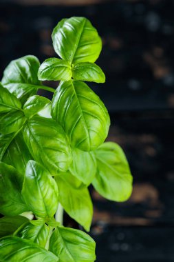 Fesleğen Bitkileri Karanlık Arkaplan, Yakın Çekim Üzerine Baskı