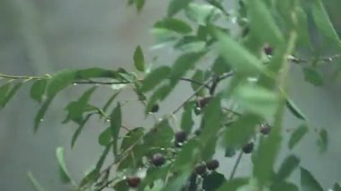 Olgun kirazlı Kiraz Ağacı Dalları Yağmurda Sallanıyor