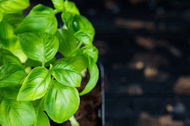 Ham Yeşil Organik Fesleğen Bitkisi Karanlık Arkaplanda, Boşluğu Kopyala