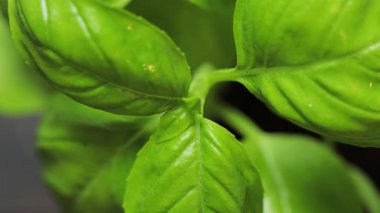 Taze Basil 'in Macro Vuruşu Tencerede Büyüyen Yapraklar, Yakınlaştır
