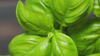 Taze Basil 'in Macro Vuruşu Tencerede Büyüyen Yapraklar, Yakınlaştır