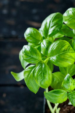 Ahşap Masa 'da taze yeşil fesleğen büyüyor. Yakın plan.