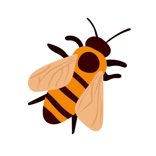 Εικονογράφηση Διάνυσμα Της Μέλισσας Λευκό Φόντο — Διανυσματικό Αρχείο