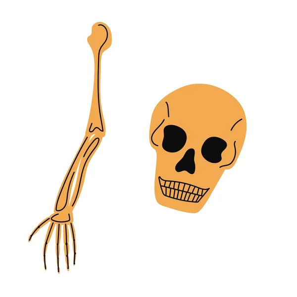 Mänskligt Skelett Skelettarm Och Skalle Vektor Vit Illustration Set — Stock vektor