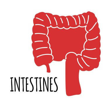 Beyaz arka planda bağırsak çizimi. Düz biçim