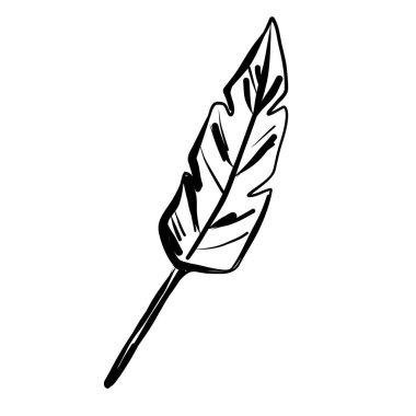 Vektör sanat tarzında yakalanan tropikal bir yaprağın karmaşık siyah beyaz çizimi.