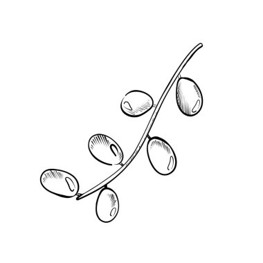 Olgun yeşil zeytinler ince bir zeytin dalından sarkan, zarif detaylarla gösterilmiş. Bu tasvir doğanın güzelliğini ve basitliğini vurgular..