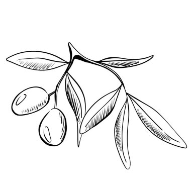 Ayrıntılı bir tasvirde olgun zeytin ve zarif yapraklar içeren bir dal sergileniyor. Görüntü zeytinlerin doğal güzelliğini vurguluyor, şekillerini ve dokularını vurguluyor..