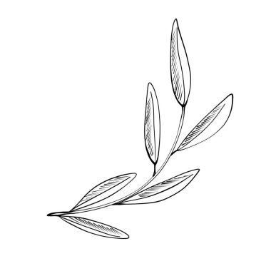 Ayrıntılı bir illüstrasyonda ince ve uzun yapraklı bir zeytin dalı sergileniyor. Sanat eserleri, dalın doğal zarafetini minimalist siyah ve beyaz bir dizaynla vurgular..