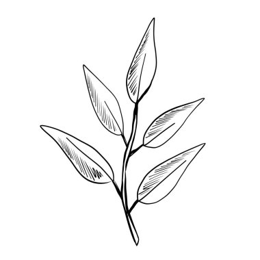 Detaylı bir çizimde ince bir bitki dalı ve birkaç uzun yaprağı yer alıyor. Resimlerde doğanın basitliği ve zarafeti vurgulanıyor. Dekorasyon için mükemmel..