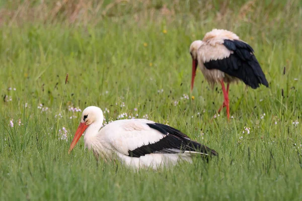 Couple White Storks Wandering Spring Flower Meadow — Stock Photo, Image