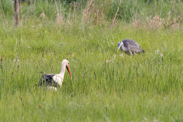 White Stork Little Blue Heron Wandering Spring Flower Meadow — Stock Photo, Image