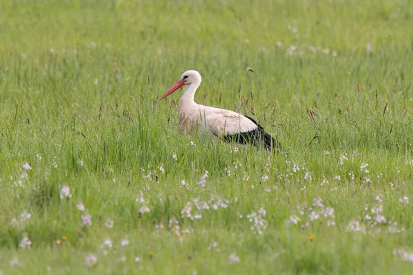 White Stork Wandering Field Looking Food — Stock Photo, Image
