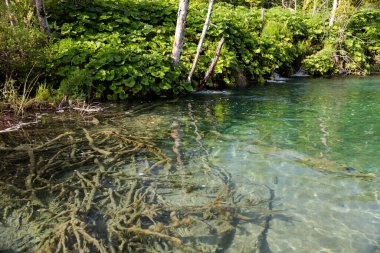 Plitvice Ulusal Parkı 'ndaki Turkuaz Gölü - Hırvatistan.