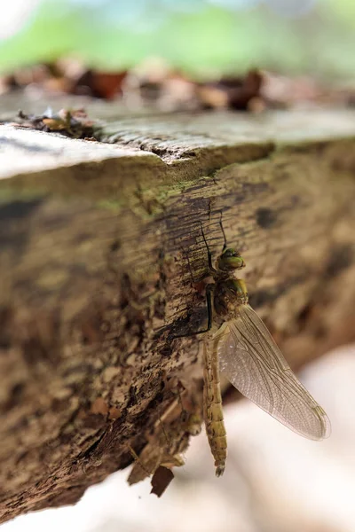 蜻蜓栖息在木制栅栏上 — 图库照片