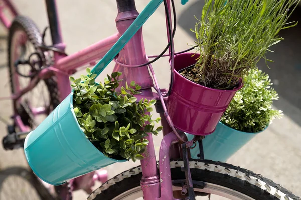 Розовый Велосипед Украшенный Растениями Бирюзовых Цветочных Горшках — стоковое фото