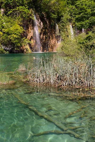プリトヴィツェ国立公園のターコイズブルーの湖 クロアチア — ストック写真