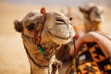 Çöldeki bir dromedary 'nin yakın çekimi..
