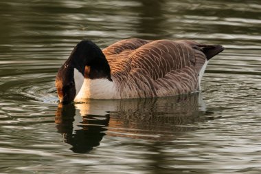 Kanadalı kaz güneşli bir günde yüzüyor.