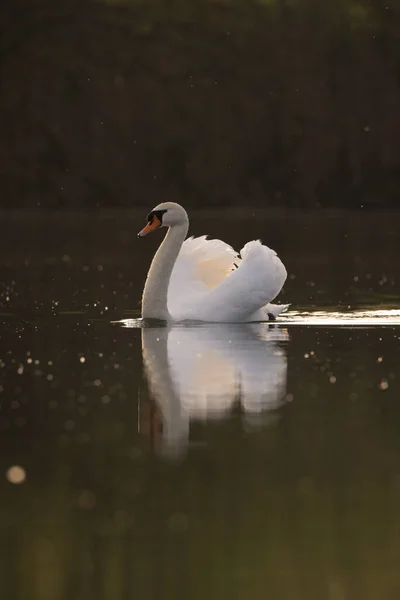 Bonito Cisne Mudo Branco Descansando Lago Durante Dia Ensolarado — Fotografia de Stock