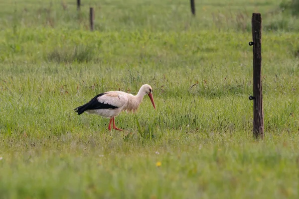 Cegonha Branca Vagando Campo Procura Comida — Fotografia de Stock