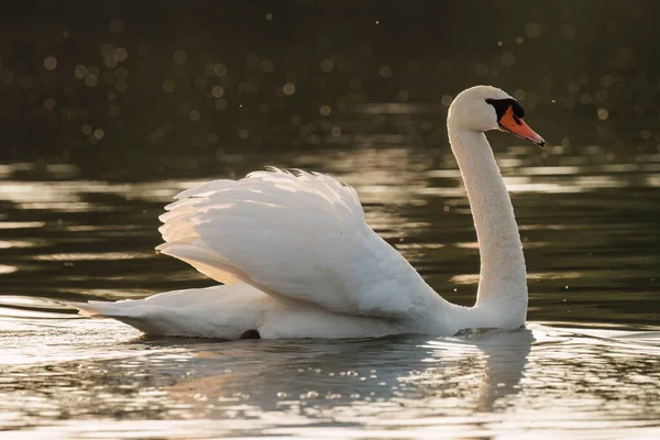Beautiful White Mute Swan Resting Lake Sunny Day — Stock Photo, Image