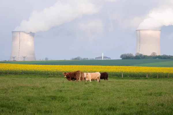 Vacas Francesas Posando Prado Frente Usinas Nucleares Chaminés Fumegantes Cattenom Imagens De Bancos De Imagens Sem Royalties