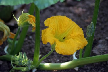 Yakın plan, kabak çiçeği gibi bir şey. Çiçek, bahçesinde yeşil yapraklar olan bir sebze bitkisidir. Kabak bir sebze bitkisidir.