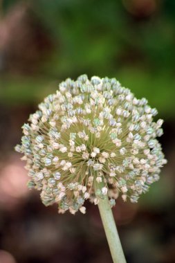 Güzel botanik fotoğrafı, doğal duvar kağıdı.
