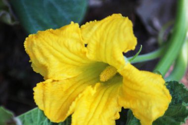 Bahçedeki güzel sarı çiçek