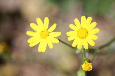 Bahçedeki sarı çiçekler