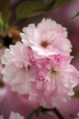 Anadolu 'da doğal yaşam ve bitkiler