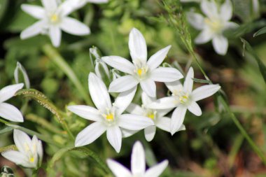 Anadolu 'da doğal yaşam ve bitkiler