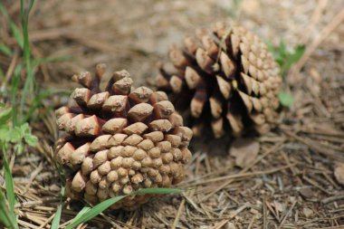 Anadolu 'da doğal yaşam ve bitkiler
