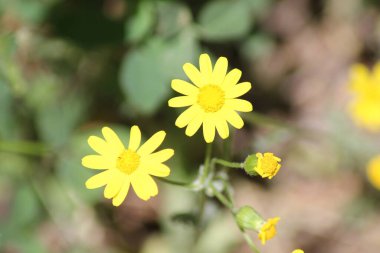 Anadolu 'da doğal yaşam ve bitkiler