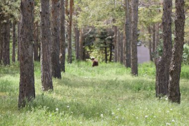 Anadolu 'da doğal yaşam ve bitkiler