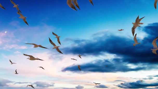鳥の群れ 鳥の群れで飛ぶ鳥たち 飛行空の鳥 一緒に飛ぶ鳥 プロジェクトを飾るために容易な鳥の飛行 — ストック動画