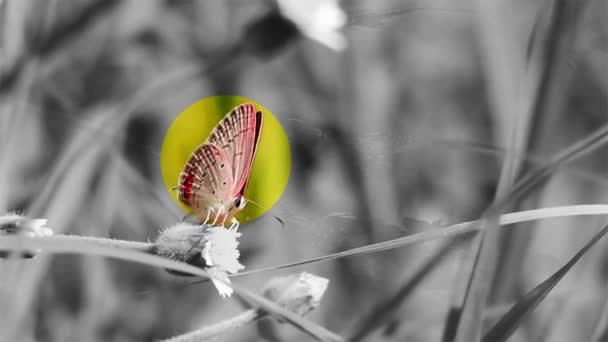 Kelebek Çiçekte Kelebek Siyah Beyaz Arka Planda Yalıtılmış Kelebek — Stok video
